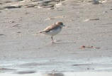 White-fronted Plover