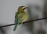 White-throated Bee-eater