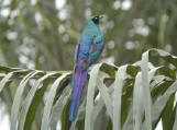 Long-tailed Glossy Starling