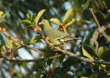 African Green Pigeon 
