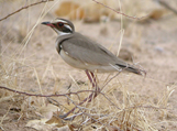 Bronze-winged Courser