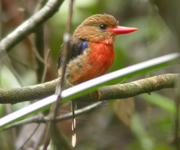Brown-hooded Paradise-Kingfisher