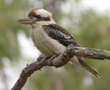laughing kookaburra