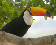 Toco Toucan