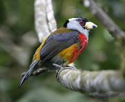 toucan barbet