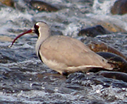 Ibisbill