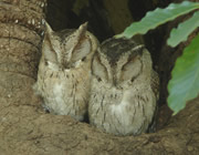 Indian Scops Owl