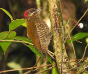 Stripe-cheeked Woodpecker