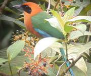 Rufous Motmot