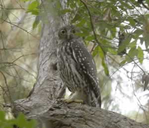 barking-owl