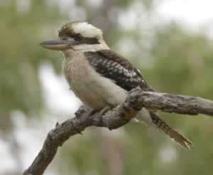 laughing kookaburra