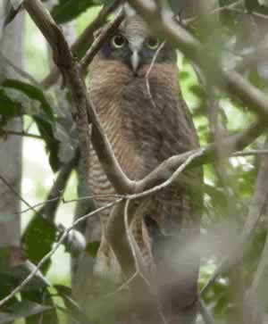 Rufous Owl