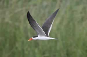 African Skimmer