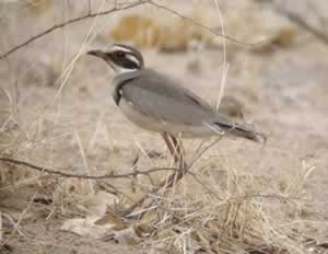 Bronz-winged Courser