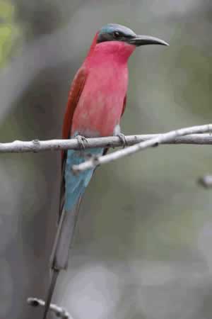 Southern Carmine Bee-eater