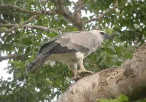 Harpy Eagle