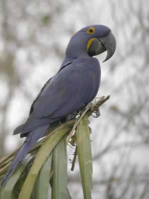 Hyacinth Macaw