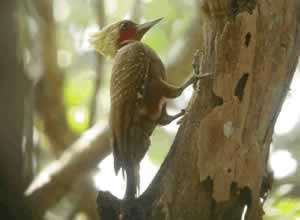 Pale-crested Woodpecker