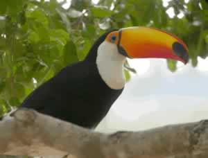 Toco Toucan