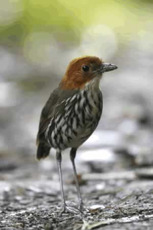 Chestnut-crowned Antpitta - San Isidro