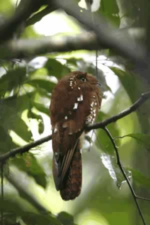 Rufous Potoo - taken at Gareno Lodge 