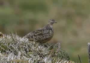 Rufous-bellied Seedsnipe - high Paramo Papallacta