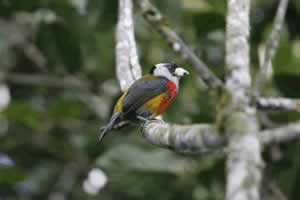 Toucan Barbet - Bellavista