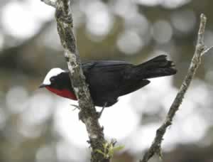 White-capped Tanager - Guacomyas Ridge