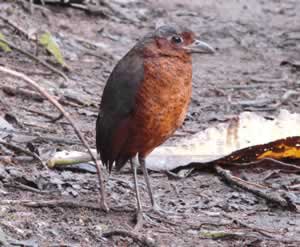 Giant Antpitta