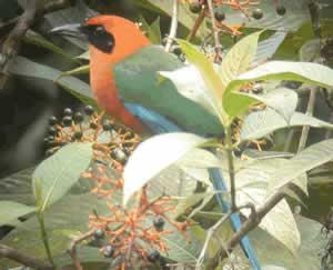 Rufous Motmot