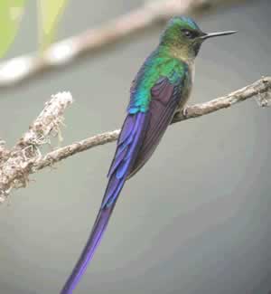 Violet-tailed Sylph