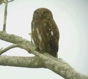 Asian Barred Owlet