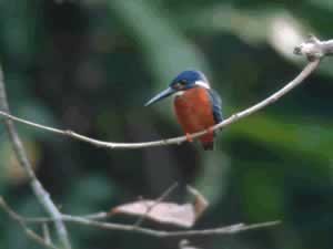 Blue-eared Kingfisher