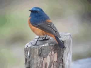 Blue-fronted Redstart