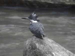 Crested Kingfisher