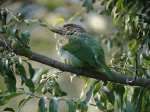 Brown-headed Barbet