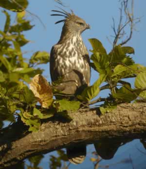 Crested Hawk-Eagle