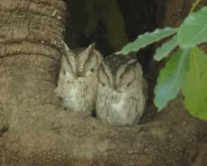 Indian Scops-Owl