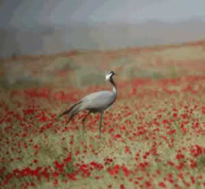 Demoiselle Crane