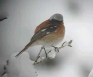 Eversmann’s Redstart