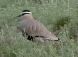 Sociable Lapwing