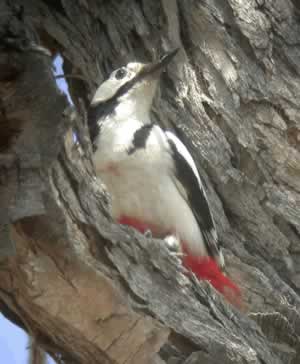 White-winged Woodpecker