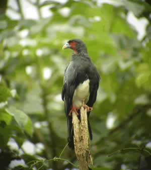 Red-throated Caracara