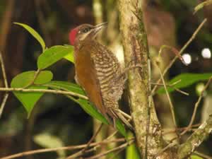 Stripe-cheeked woodpecker