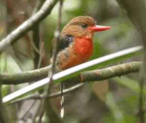 Brown-headed Paradise-Kingfisher