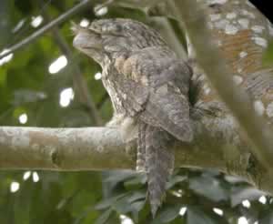 Papuan Frogmouth