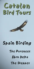 Catalan Bird tours