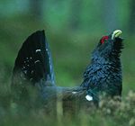 Capercaillie