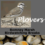 Plovers Birdwatching Breaks