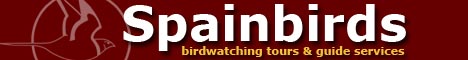 Spainbirds birdwatching tours and guide Services